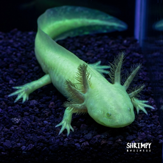 GFP Golden Albino Axolotl