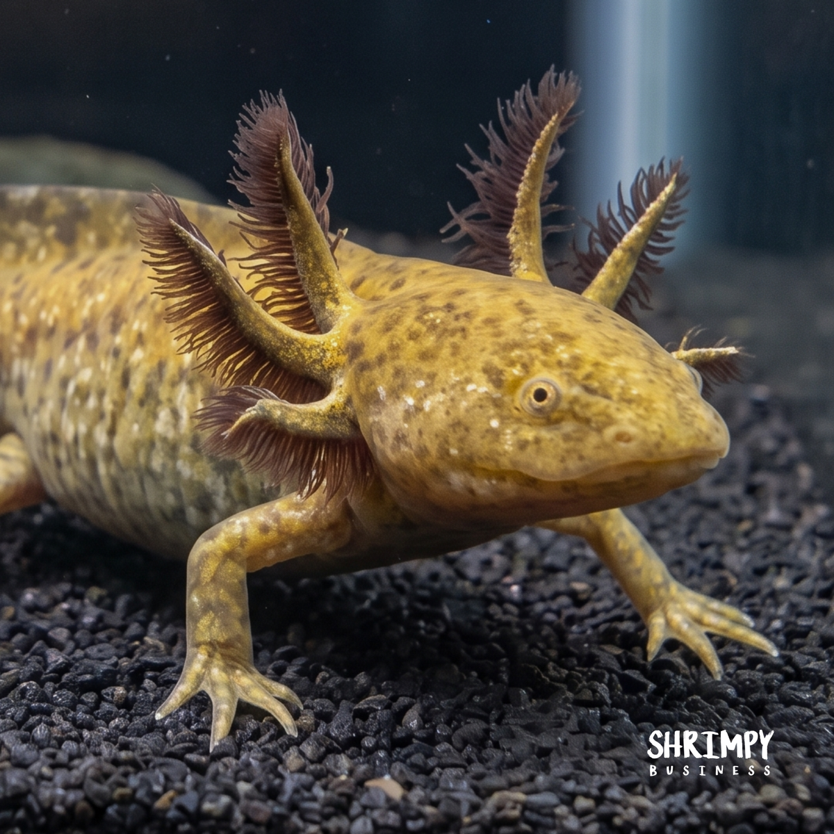 Copper Axolotl