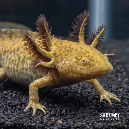 Copper Axolotl
