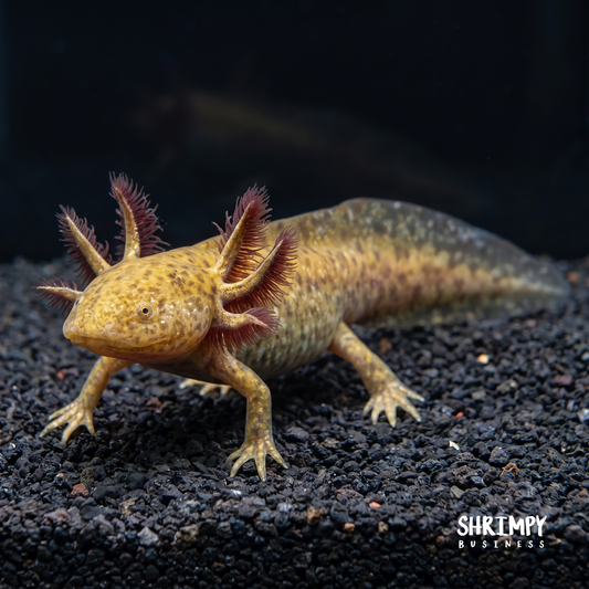 Copper Axolotl
