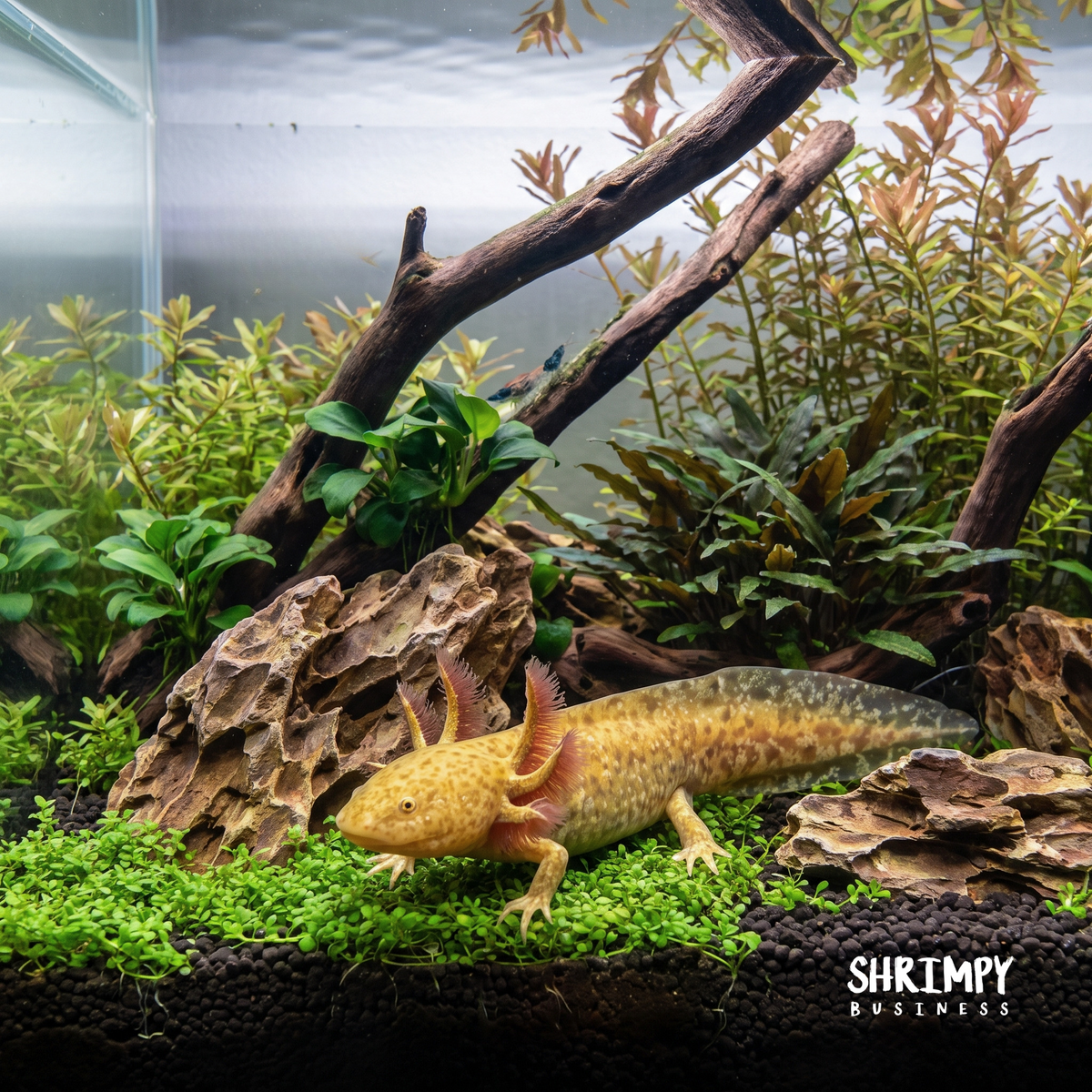 Copper Axolotl