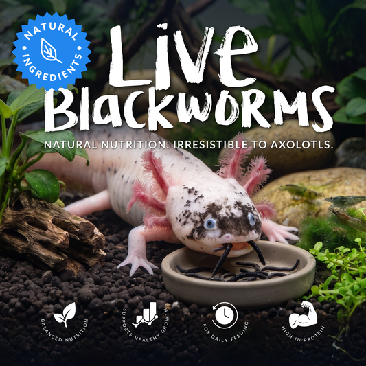 Live Blackworms