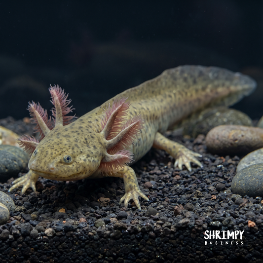 Wild Type Axolotl (Natural Colored)