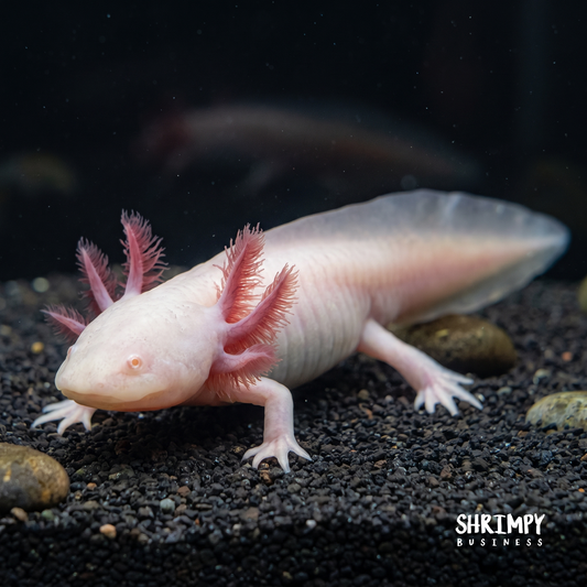 Pink Albino Axolotl