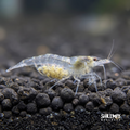 Snowball Shrimp