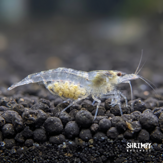 Snowball Shrimp