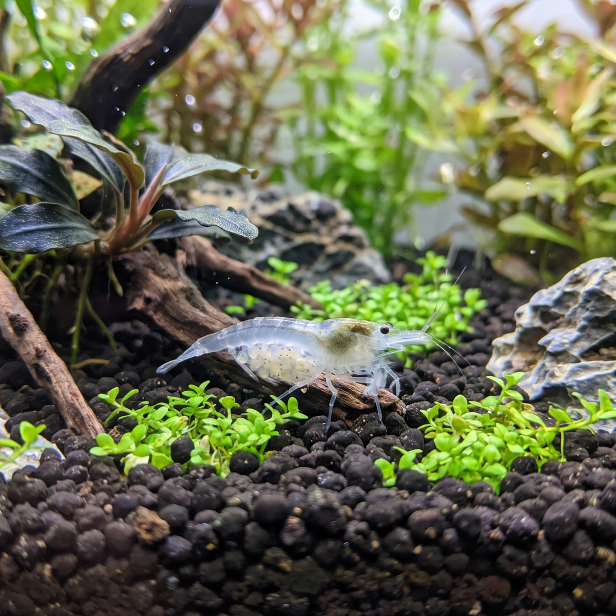 Snowball Shrimp
