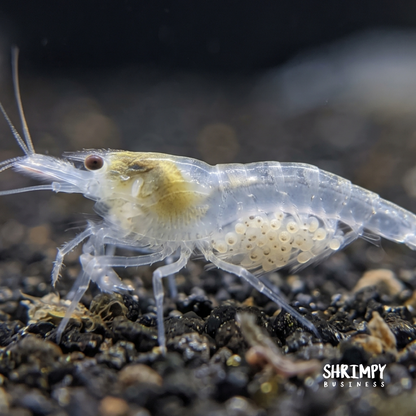 Snowball Shrimp