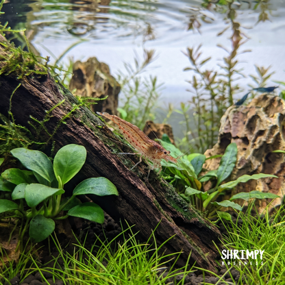 Red Amano Shrimp