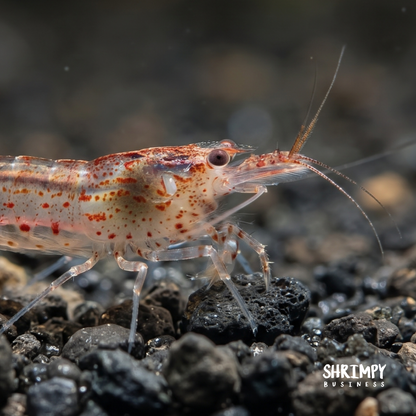 Red Amano Shrimp