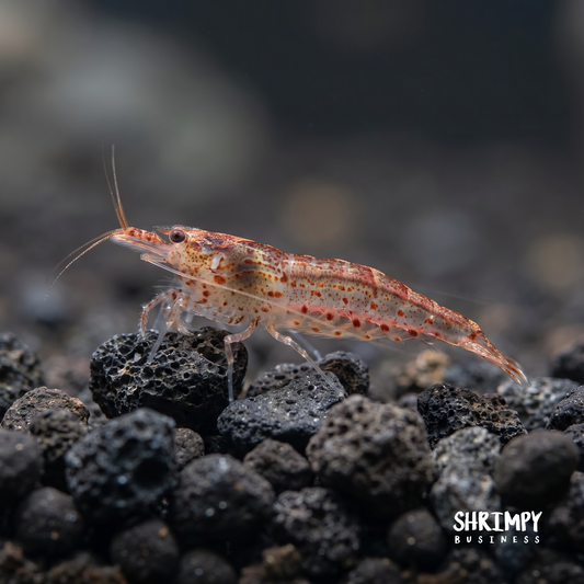 Red Amano Shrimp