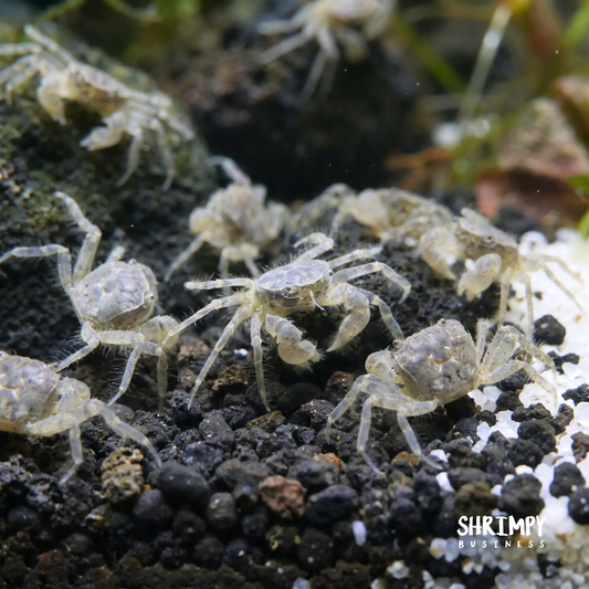 Thai Micro Crabs