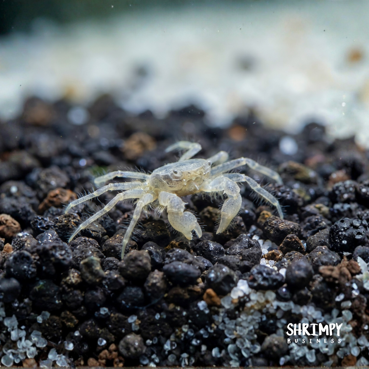 Thai Micro Crabs