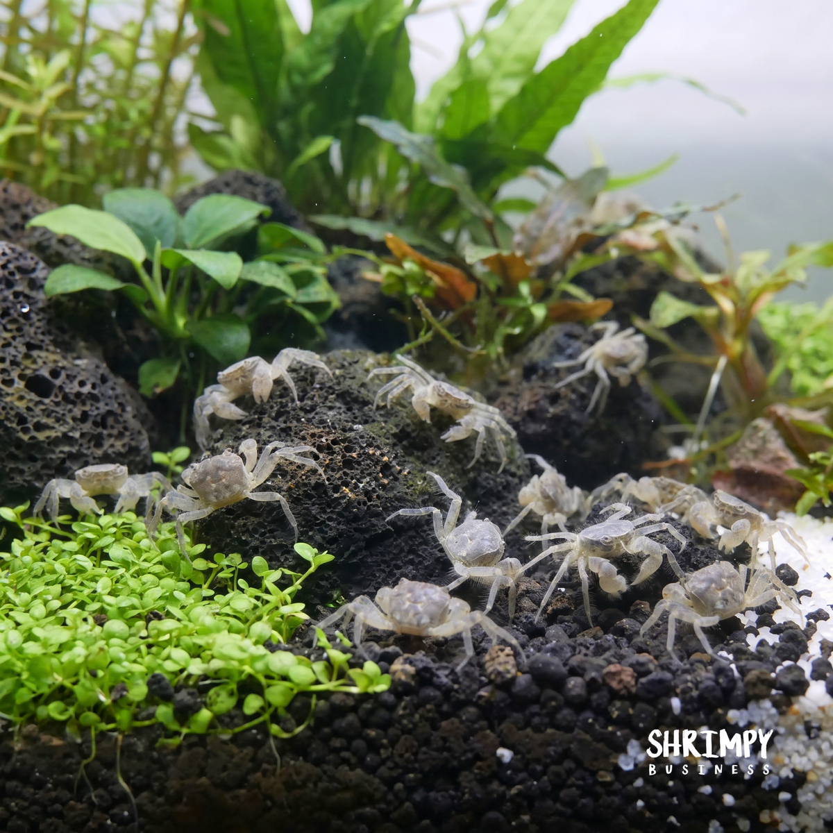 Thai Micro Crabs