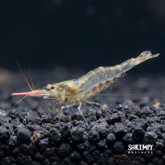Pinocchio Shrimp - Caridina gracilirostris