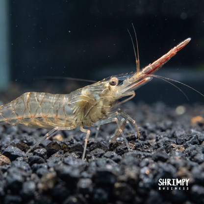 Pinocchio Shrimp - Caridina gracilirostris