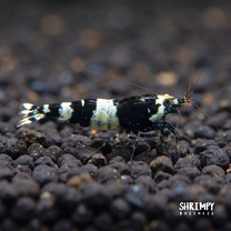 Black King Kong / Panda Shrimp Mix