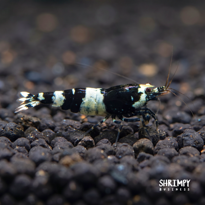 Black King Kong / Panda Shrimp Mix