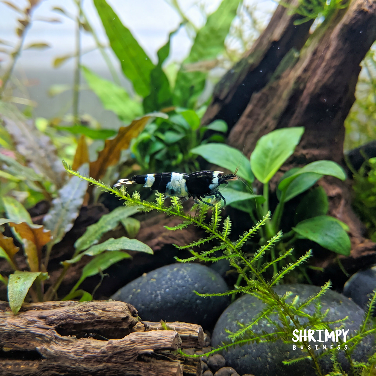 Black King Kong / Panda Shrimp Mix