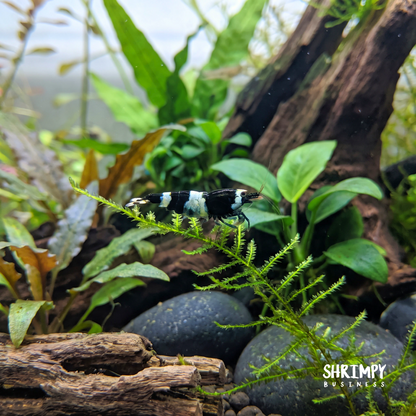 Black King Kong / Panda Shrimp Mix