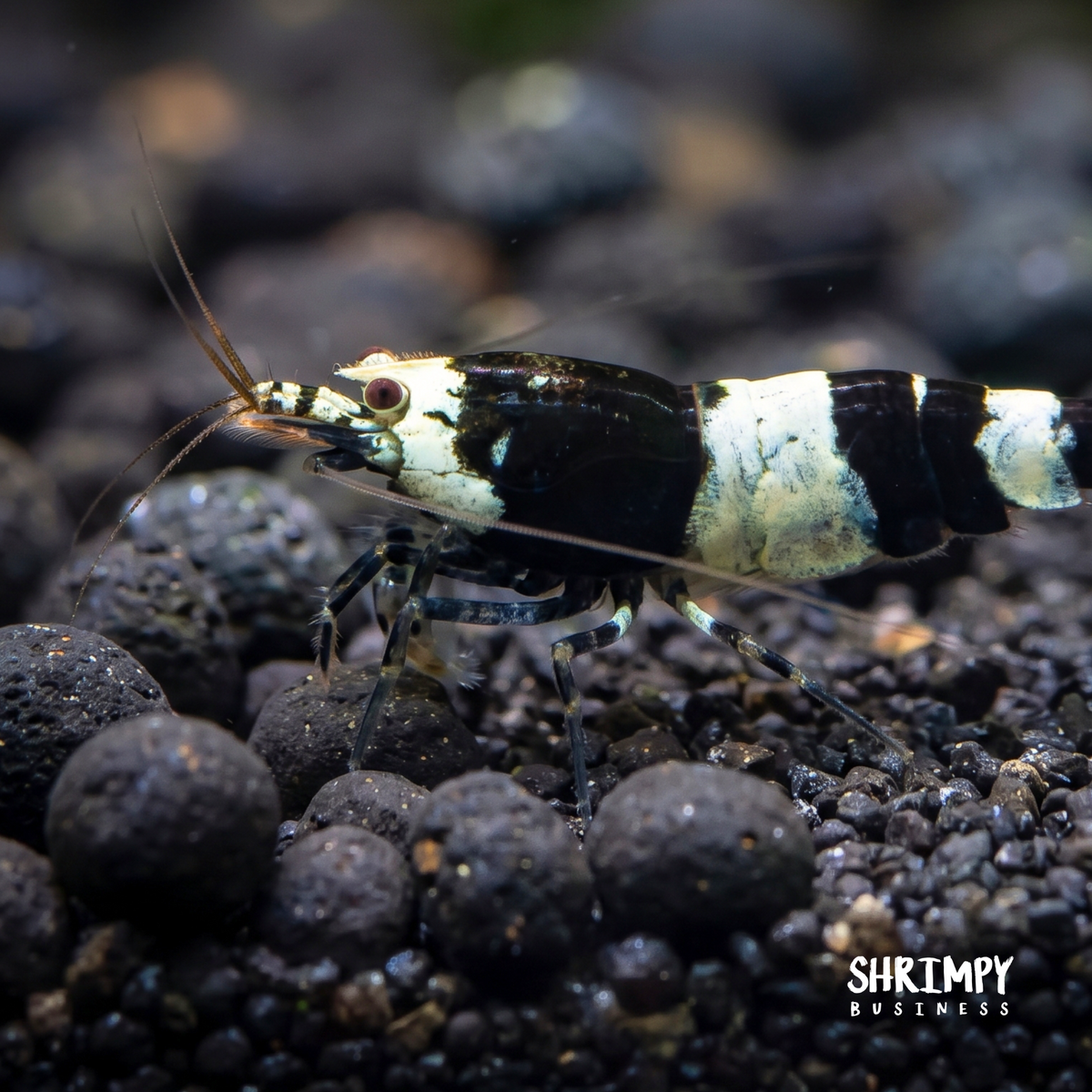 Black King Kong / Panda Shrimp Mix