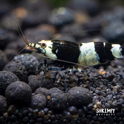 Black King Kong / Panda Shrimp Mix