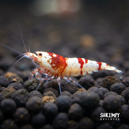 Red Fancy Tiger Shrimp