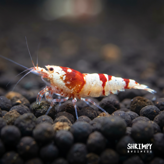 Red Fancy Tiger Shrimp