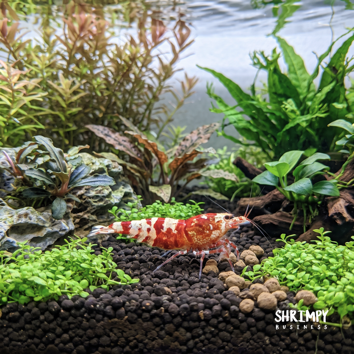 Red Fancy Tiger Shrimp