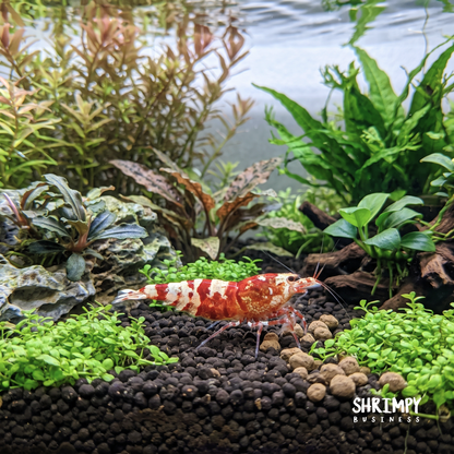 Red Fancy Tiger Shrimp