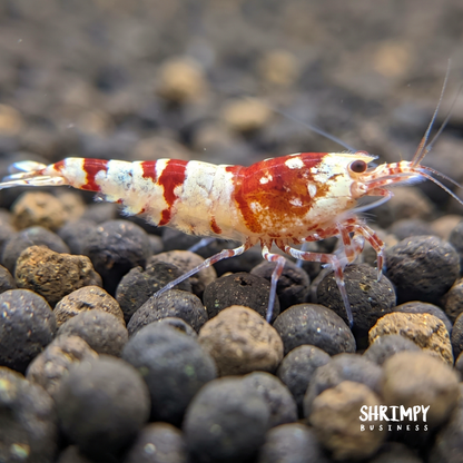 Red Fancy Tiger Shrimp