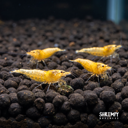 Golden Bee Shrimp