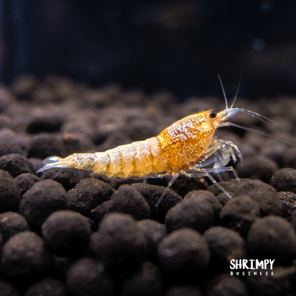 Golden Bee Shrimp
