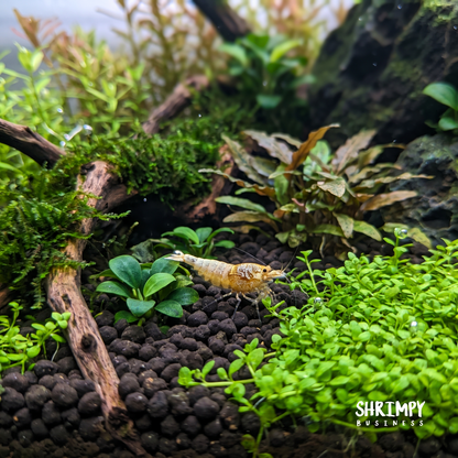 Golden Bee Shrimp