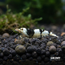Crystal Black Shrimp