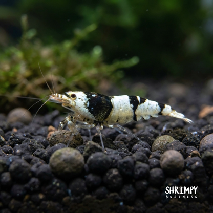 Crystal Black Shrimp