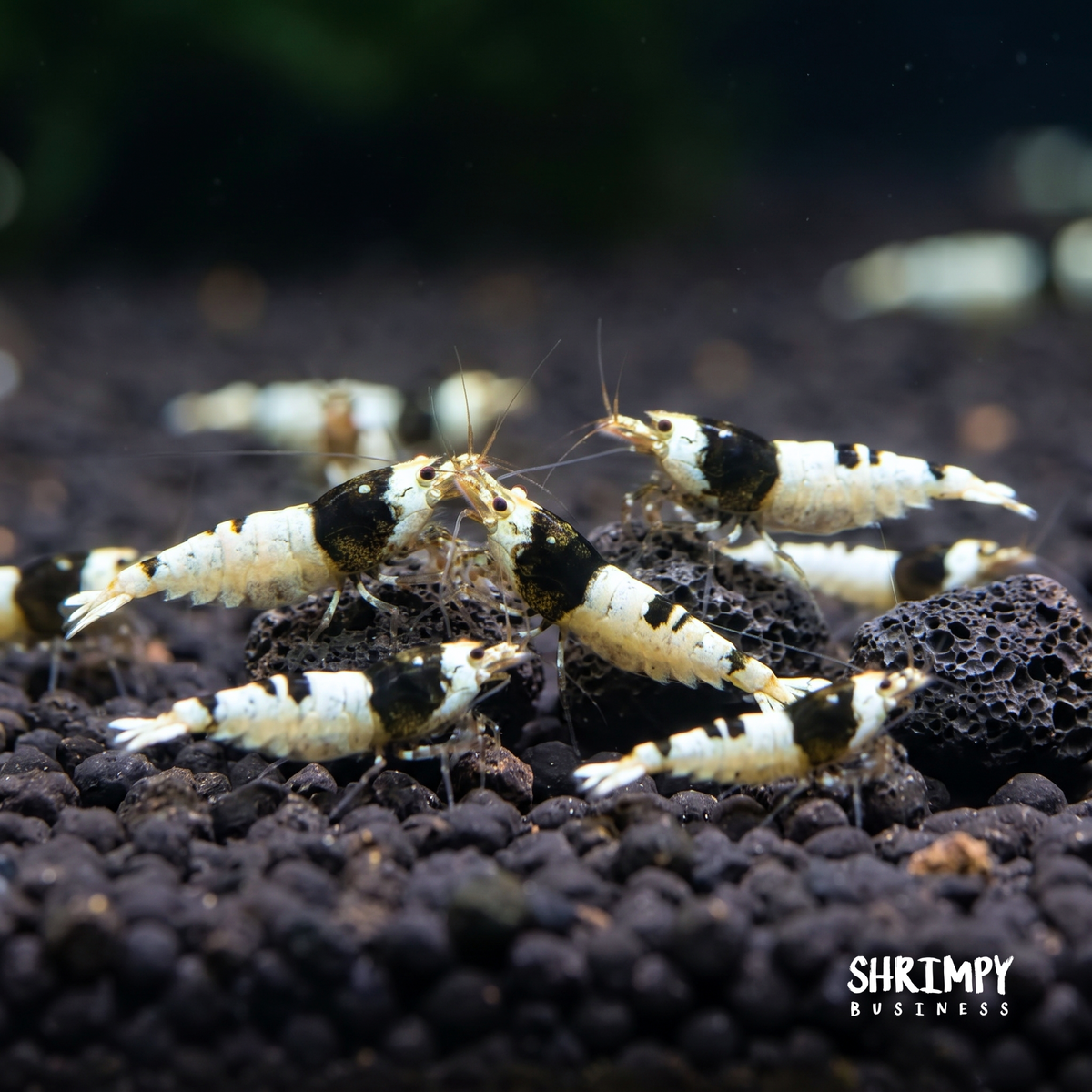 Crystal Black Shrimp
