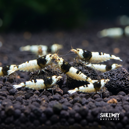 Crystal Black Shrimp