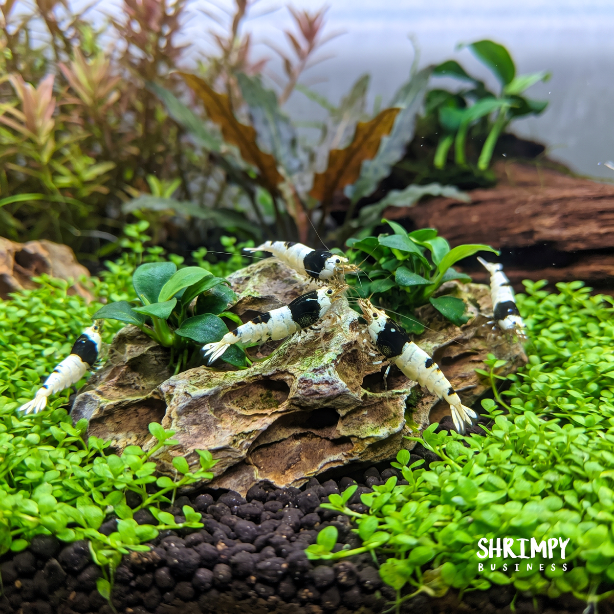 Crystal Black Shrimp