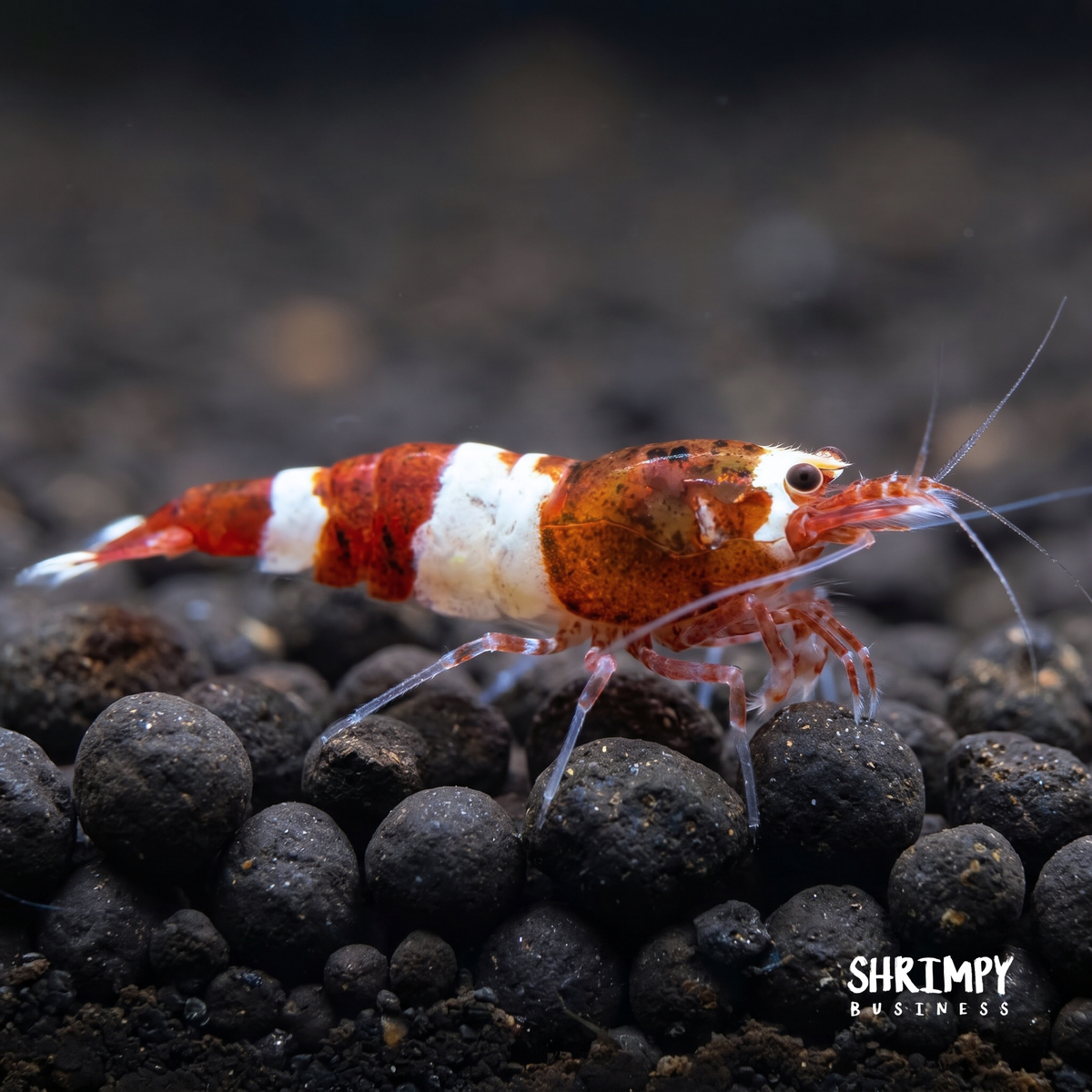 Red King Kong / Panda Shrimp