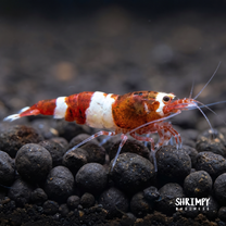 Red King Kong / Panda Shrimp