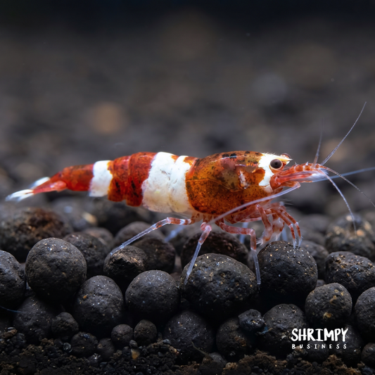 Red King Kong / Panda Shrimp