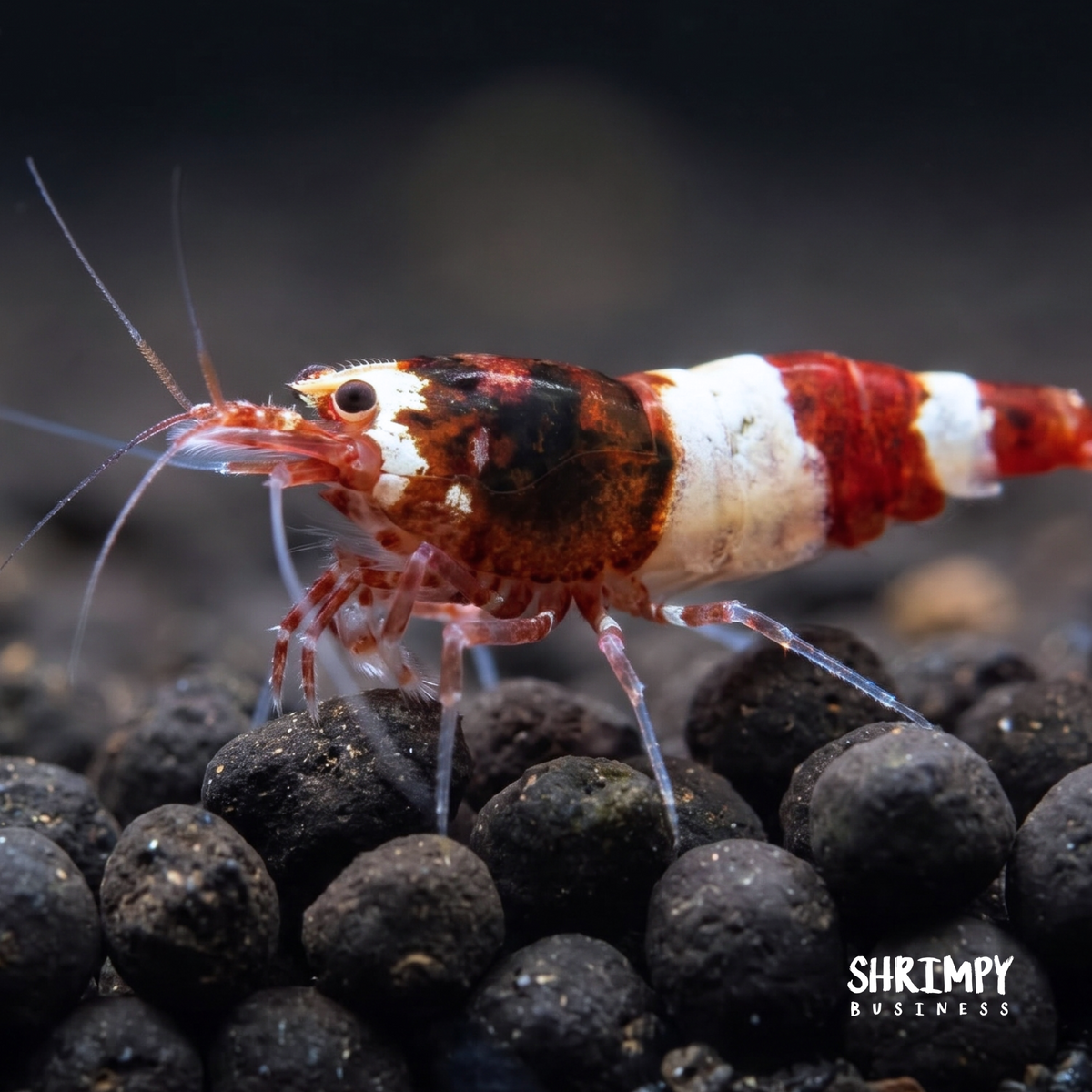 Red King Kong / Panda Shrimp