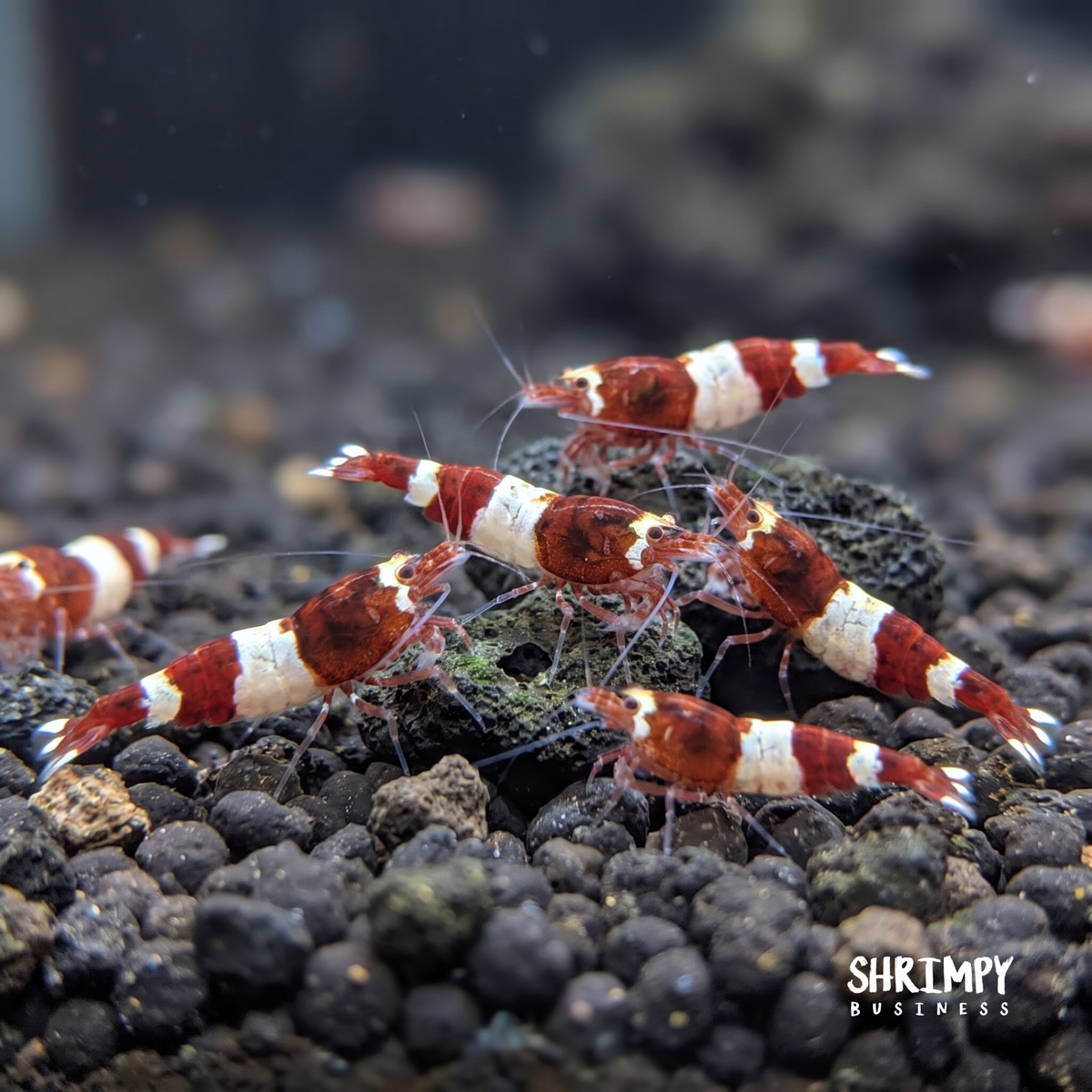 Red King Kong / Panda Shrimp
