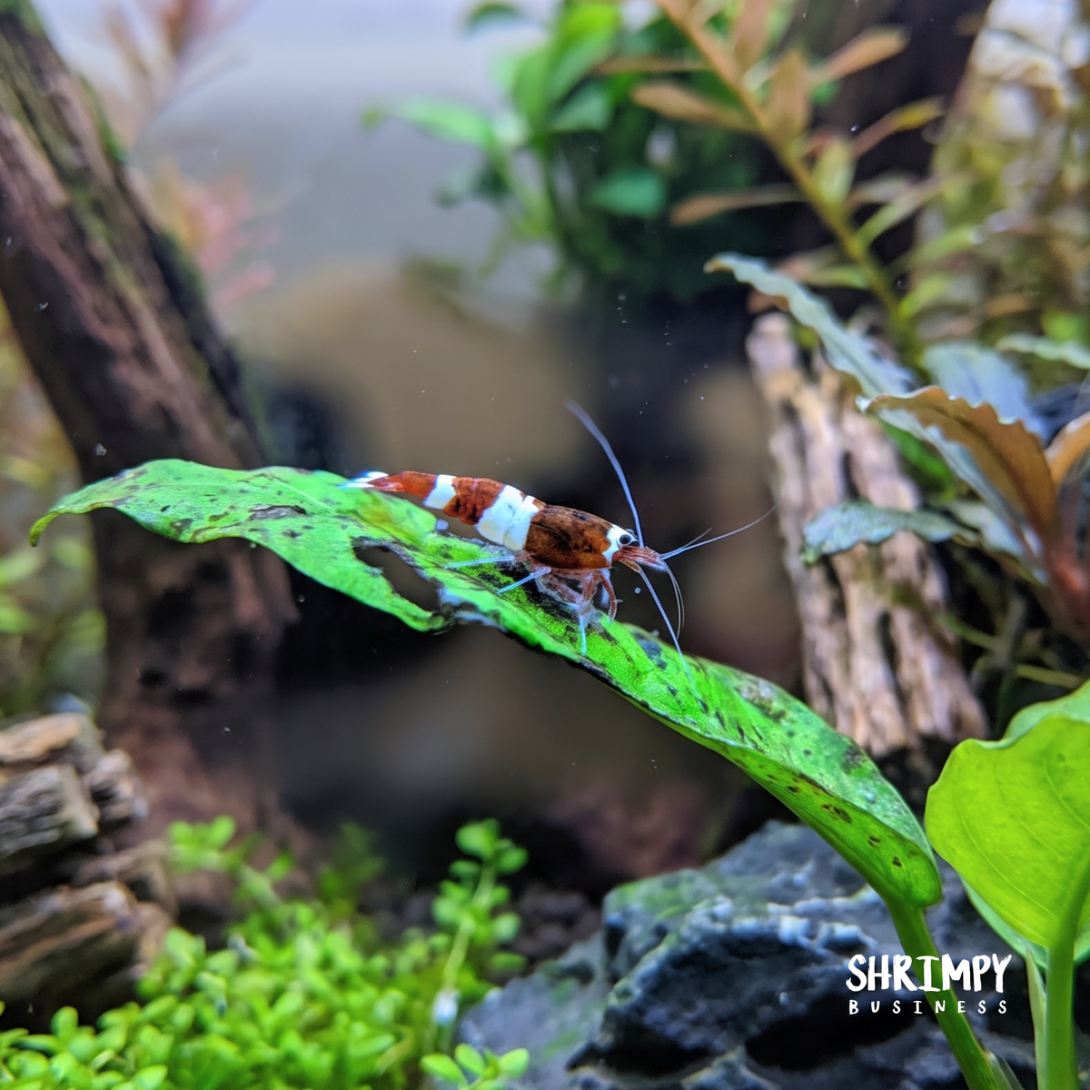 Red King Kong / Panda Shrimp