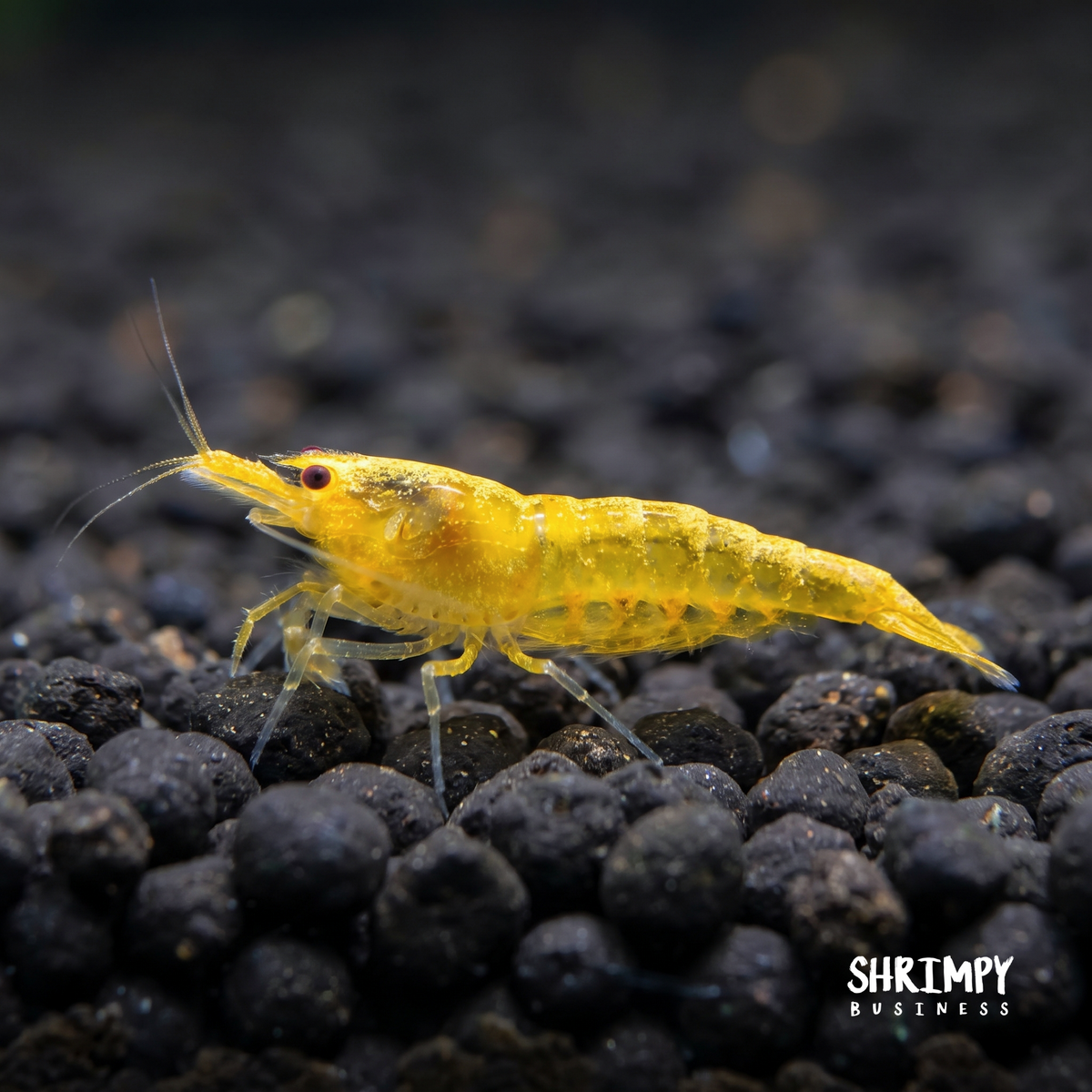 Yellow King Kong