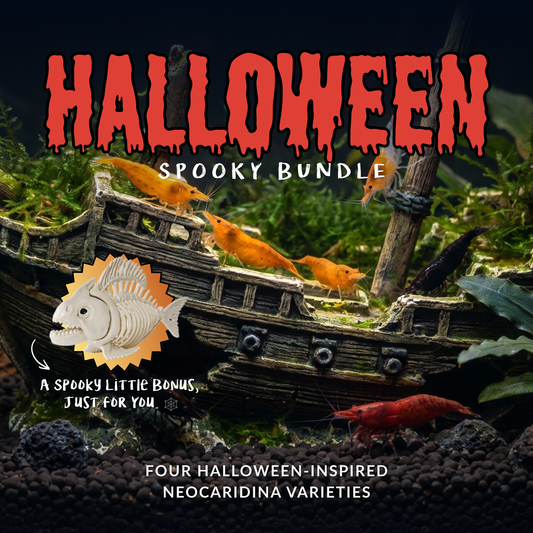 Halloween Spooky Bundle