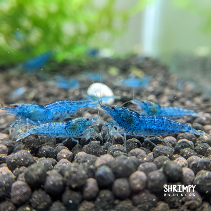 Aura Blue Tiger Shrimp
