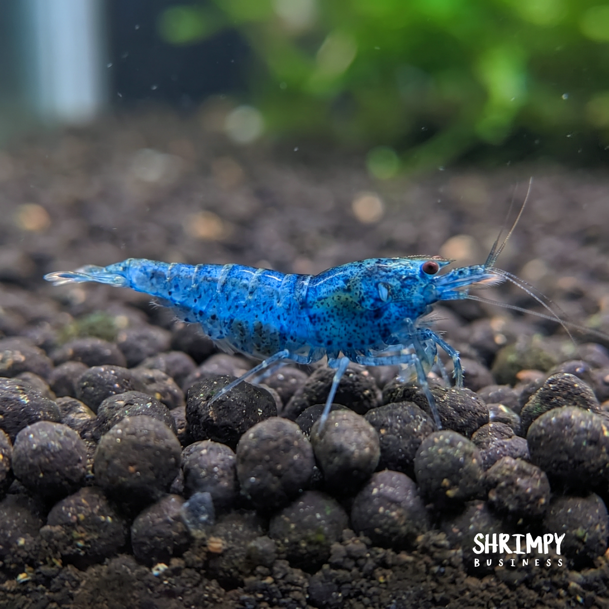 Aura Blue Tiger Shrimp