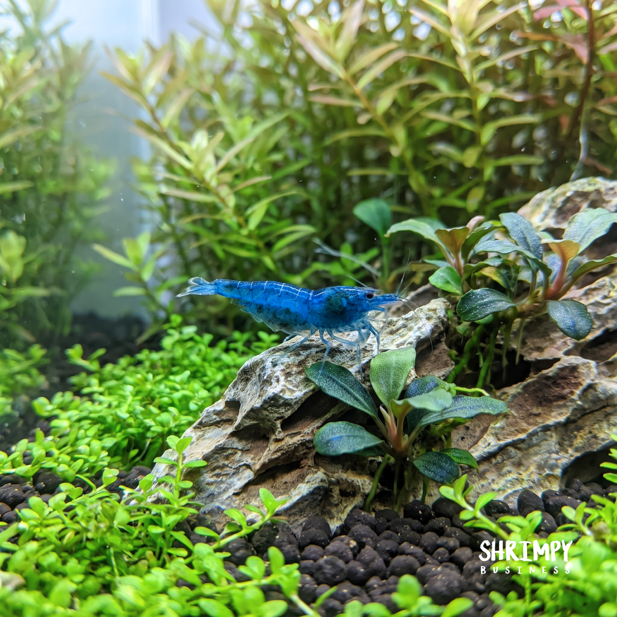 Aura Blue Tiger Shrimp